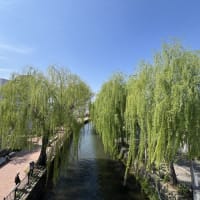 広瀬川河畔公園　さくら　／　前橋市