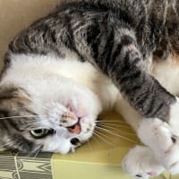 猫の近道？😸