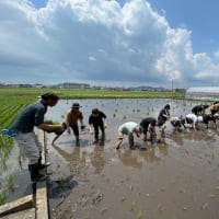 酒米の田植え