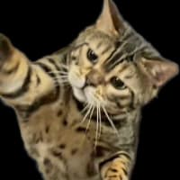 ^ↀᴥↀ^