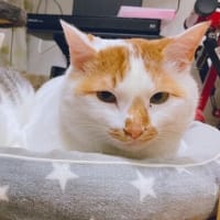大寒が過ぎても