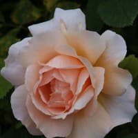 薔薇・バラ・ばら　ロイズチョコレート・薔薇園12-1
