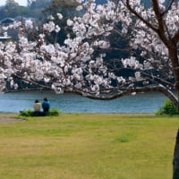 琴海公園の桜　(((o(*ﾟ▽ﾟ*)o)))