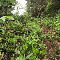 霧雨の中丸山コース　ピストン