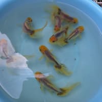 天青の水替え～青い金魚はいるよ～💕💕