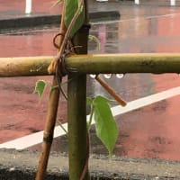 ほどよい雨
