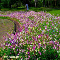 「県立相模原公園」では「ネモフィラ」と「リナリア」が競い咲き！！