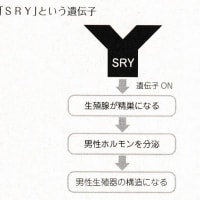 『男女の遺伝子』『性染色体』『ＳＲＹ遺伝子』