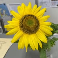 ひまわり