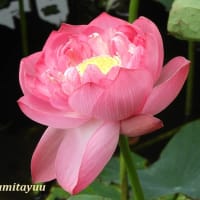 「鵠沼はす池公園」の「ハス」が蓮華座の如き花姿を披露中！！