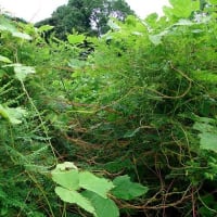 7月最後の教室　雨宿りする生き物を探す