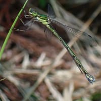 8月ならではの花と生き物たち