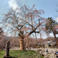 ２９日．浄専寺枝垂れ桜を見に行く