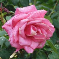 2025年の薔薇その５
