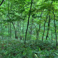 夏至に円山に登る