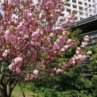 港南緑水公園の八重桜