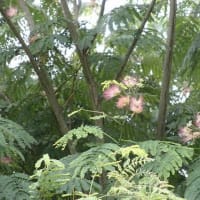 麦酒観花　花に酔う