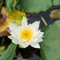 ★蓮の花。