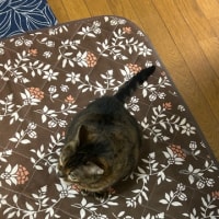 お早う…