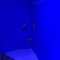 GWは茨城へ(アクアワールド水族館③)