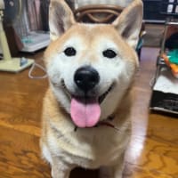 我が家のアイドル柴犬夢、本日永眠………