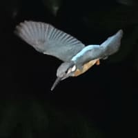 暗い日のダイブ魚咥え　2025.5.20