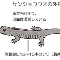 両生類の呼吸ーその６