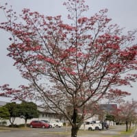 橿原運動公園の四季　春　ハナミズキ