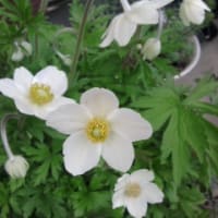 庭の花