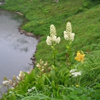 コバイケイソウはそろそろ種に