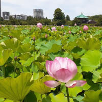 梅雨が明けた不忍池
