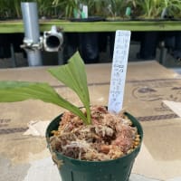 エビネ　ズポ抜け