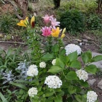 初夏の庭＊マーガレットと澄連とサンパラソルと紫陽花とヘリオプシスと畑のニンニクを収穫したとですぅ～(=ﾟωﾟ)ﾉ