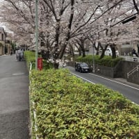 今週は桜の散歩