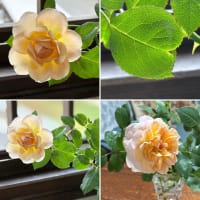 花と緑のある６月　　〜花姿いろいろ〜
