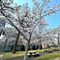 山口大学の桜