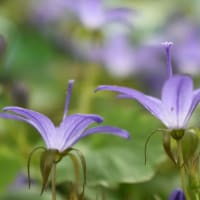地上の蒼い星きらり。