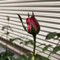 こりゃマズイ　花の名前が　浮かばない😰
