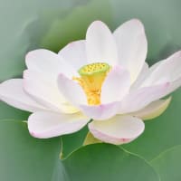 蓮の花との出会い