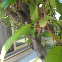 ハナモモの果実