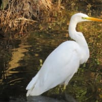 初リス、初サギ、初カワセミ