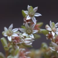 薄雪万年草（ウスユキマンネングサ）