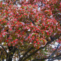 塩尻市街地の街路樹の紅葉