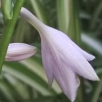 今朝咲い擬宝珠のつづき
