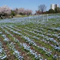 ２０２５・4・4日　今年も舎人公園の桜を見に行ってきました‼