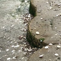 井上尚弥疲労蓄積説