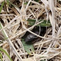 セイヨウミツバチが花粉を集めて