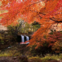 紅葉