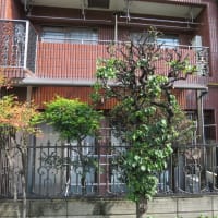 本年は、庭の梅の木から梅ジャムが・・・。