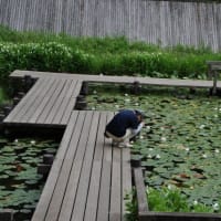 多摩川台公園あじさい園　　水生植物園の睡蓮が一面咲く　　　　９